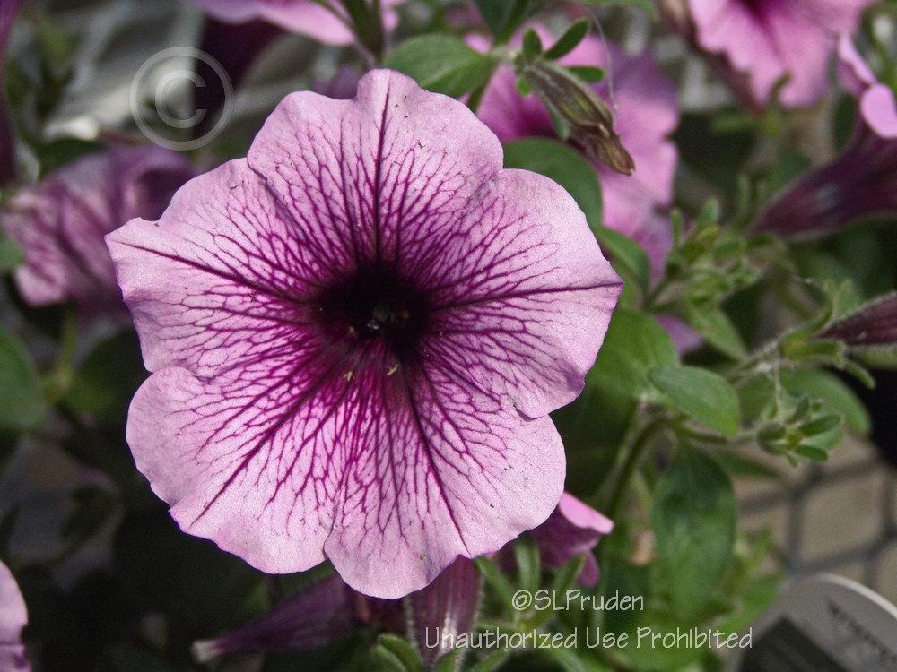 Photo of Milliflora Spreading/Trailing Petunia (Petunia Supertunia® Bordeaux) uploaded by DaylilySLP