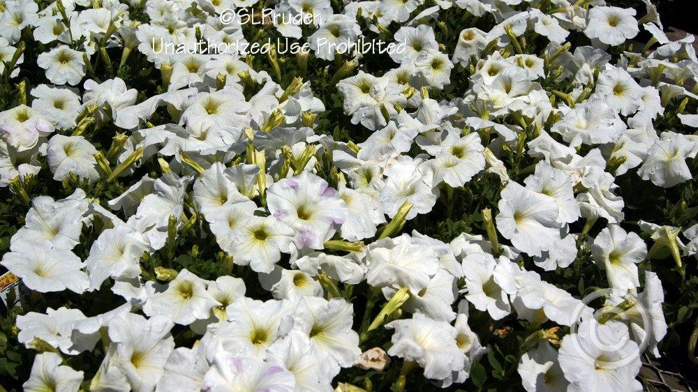 Photo of Multiflora Spreading/Trailing Petunia (Petunia Easy Wave® White) uploaded by DaylilySLP