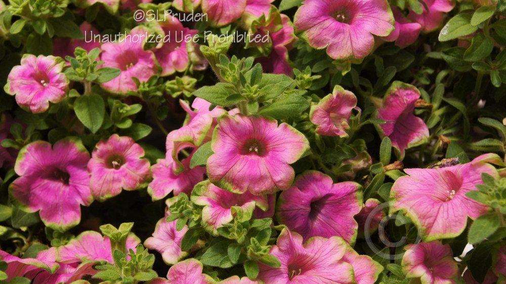 Photo of Milliflora Spreading/Trailing Petunia (Petunia Supertunia® Picasso in Pink™) uploaded by DaylilySLP