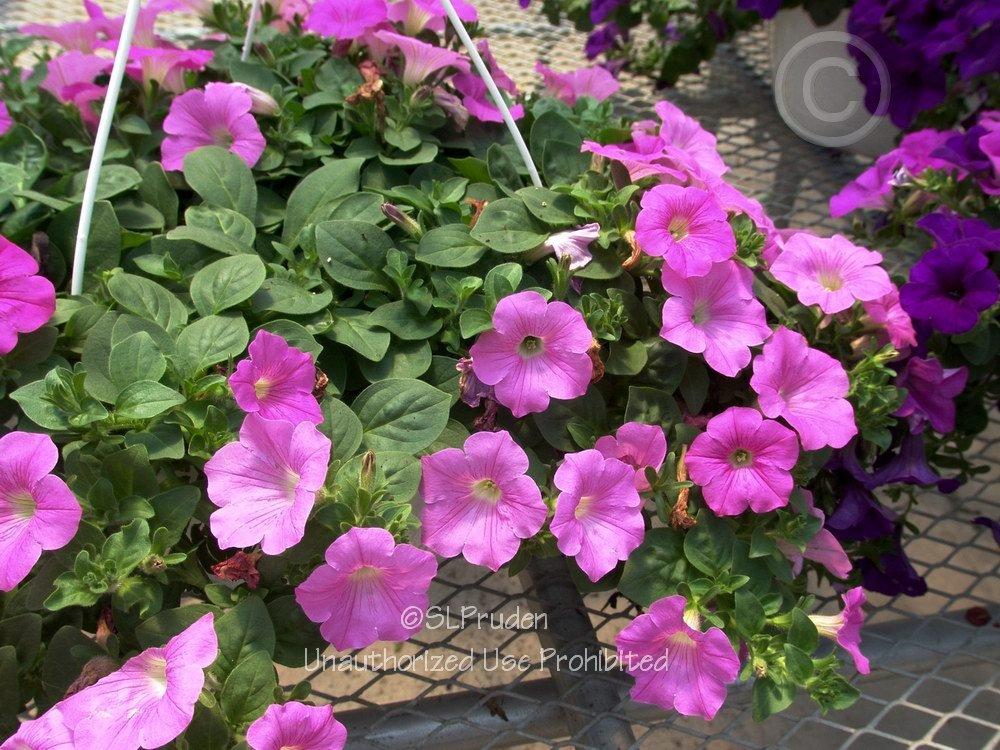 Photo of Multiflora Spreading/Trailing Petunia (Petunia Easy Wave® Pink ) uploaded by DaylilySLP