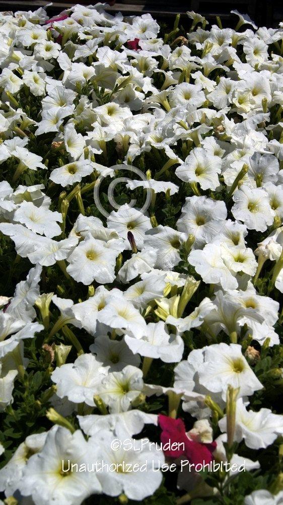 Photo of Multiflora Spreading/Trailing Petunia (Petunia Easy Wave® White) uploaded by DaylilySLP