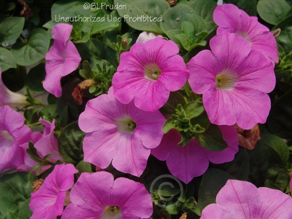 Photo of Multiflora Spreading/Trailing Petunia (Petunia Easy Wave® Pink ) uploaded by DaylilySLP