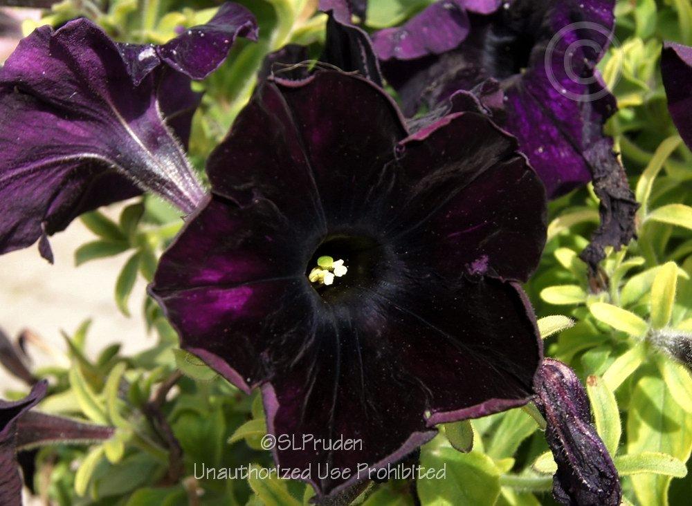 Photo of Petunia Black Velvet™ uploaded by DaylilySLP