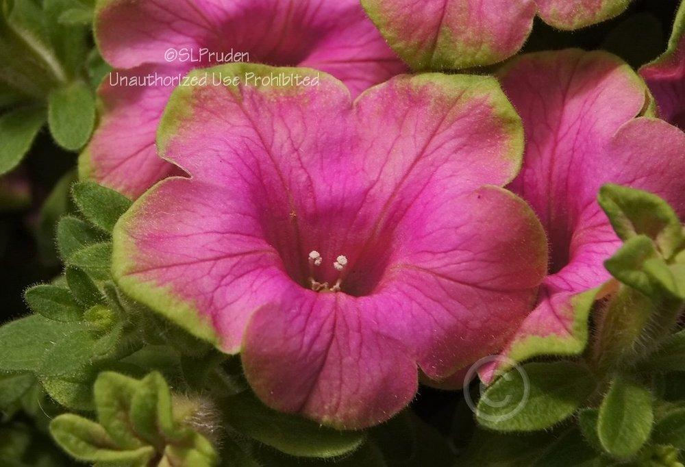 Photo of Milliflora Spreading/Trailing Petunia (Petunia Supertunia® Picasso in Pink™) uploaded by DaylilySLP