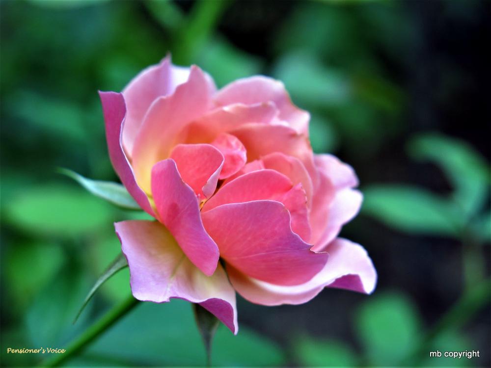Photo of Rose (Rosa 'Pensioner's Voice') uploaded by MargieNY