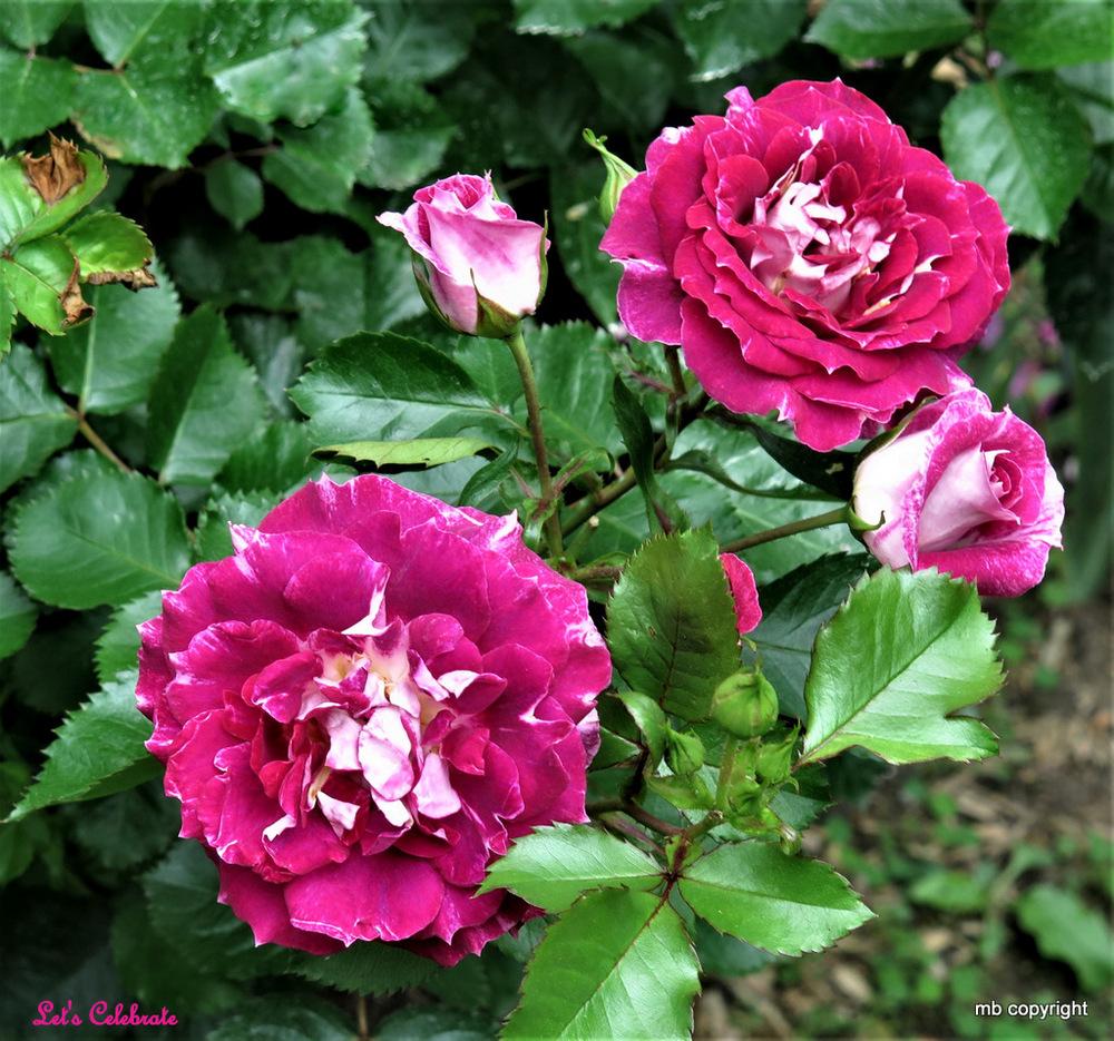 Photo of Rose (Rosa 'Let's Celebrate') uploaded by MargieNY