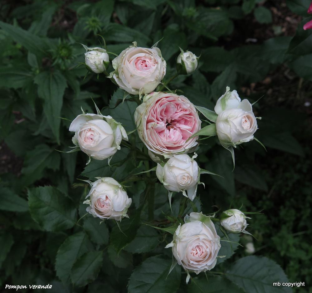 Photo of Shrub Rose (Rosa 'Pompon Flower Circus') uploaded by MargieNY