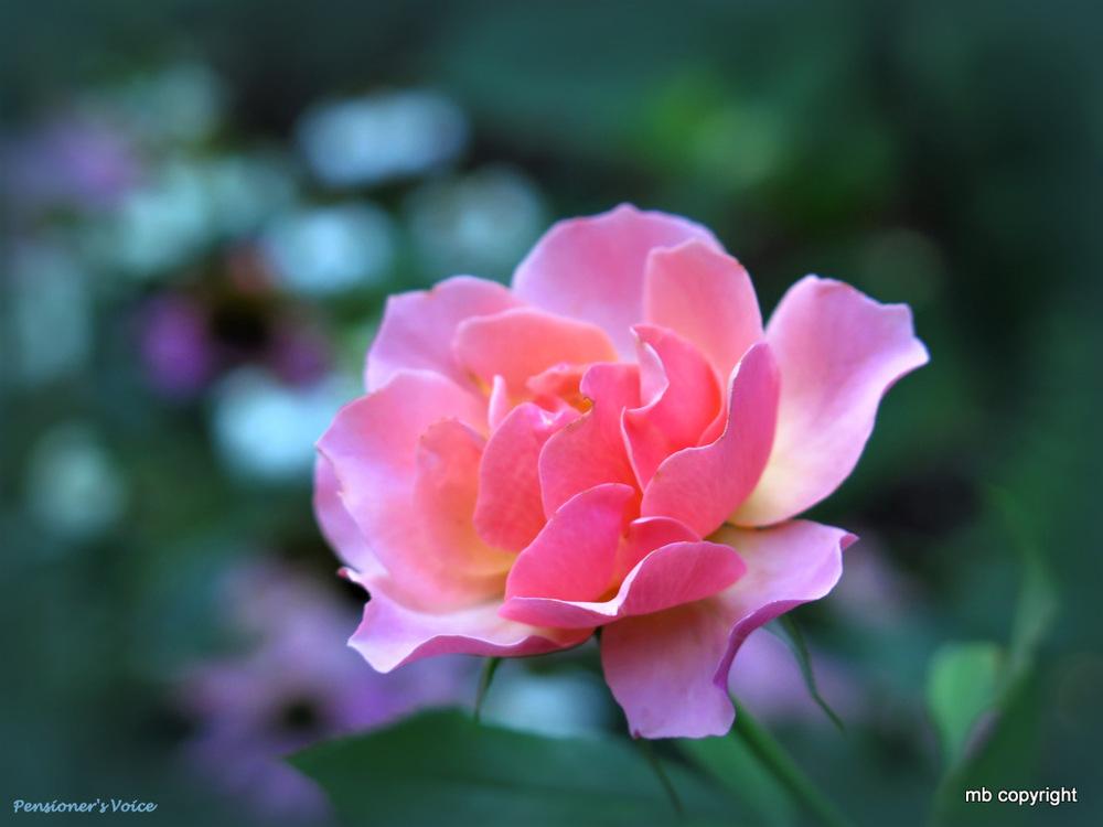 Photo of Rose (Rosa 'Pensioner's Voice') uploaded by MargieNY