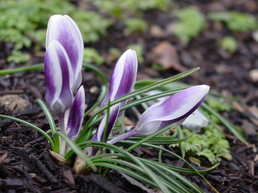 Photo of Snow Crocus (Crocus chrysanthus 'Prins Claus') uploaded by MaryDurtschi