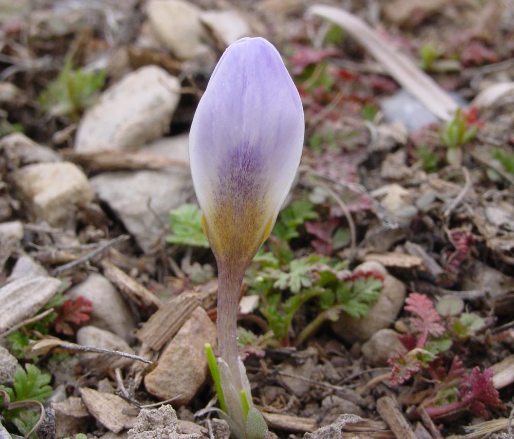 Photo of Crocus (Crocus chrysanthus 'Blue Pearl') uploaded by MaryDurtschi