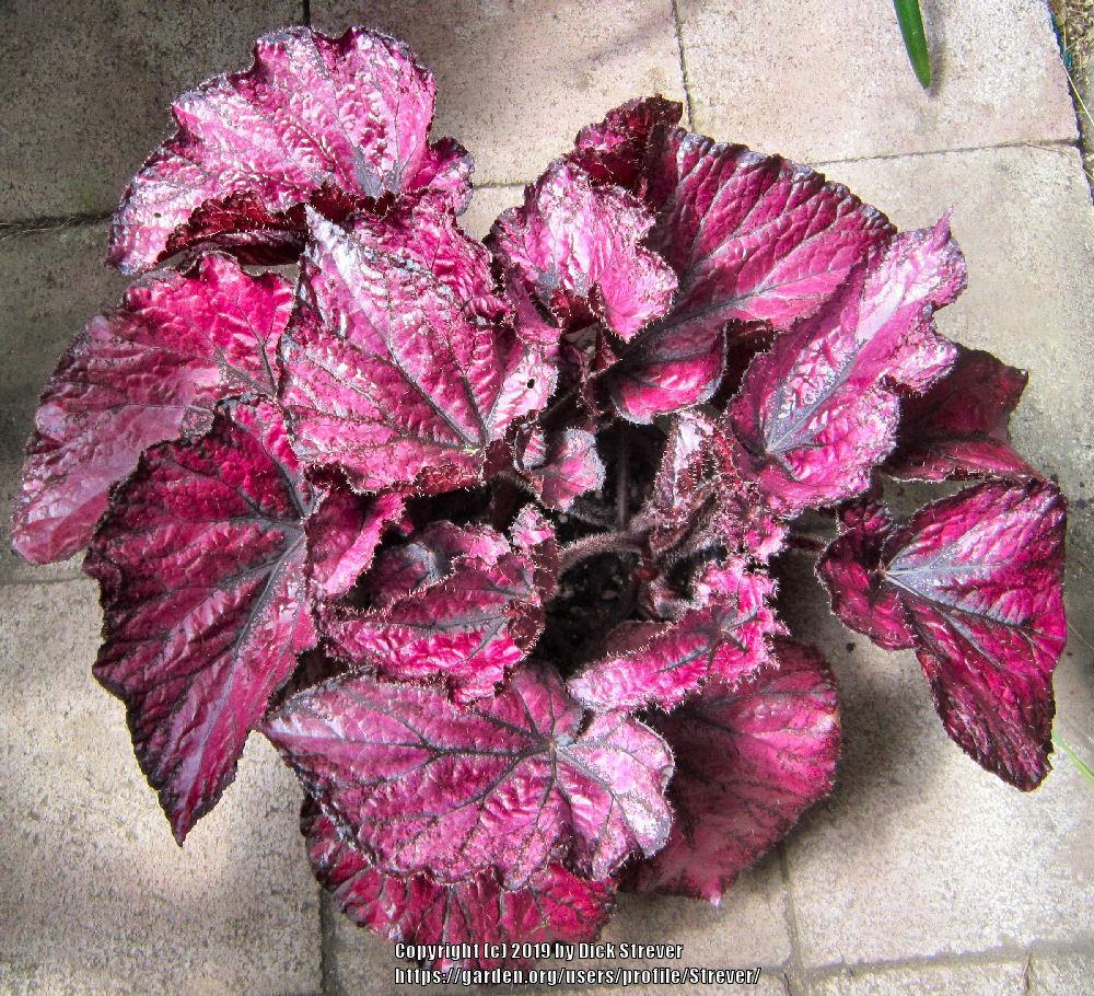 Photo of Begonia 'Hugh McLauchlan' uploaded by Strever