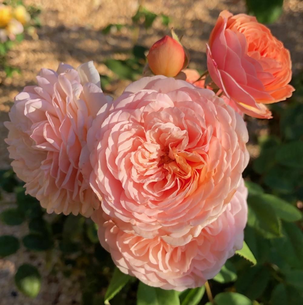 Photo of English Shrub Rose (Rosa 'Leander') uploaded by AnnKNCalif