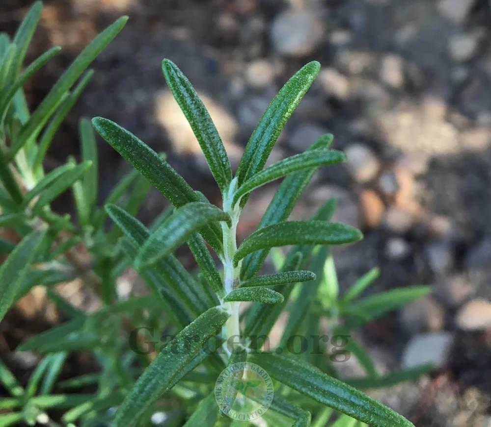 Photo of Rosemary (Salvia rosmarinus 'Gorizia') uploaded by BlueOddish