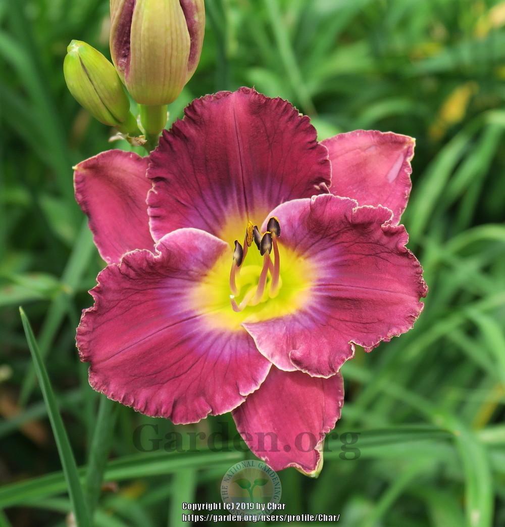 Photo of Daylily (Hemerocallis 'What a Relief') uploaded by Char