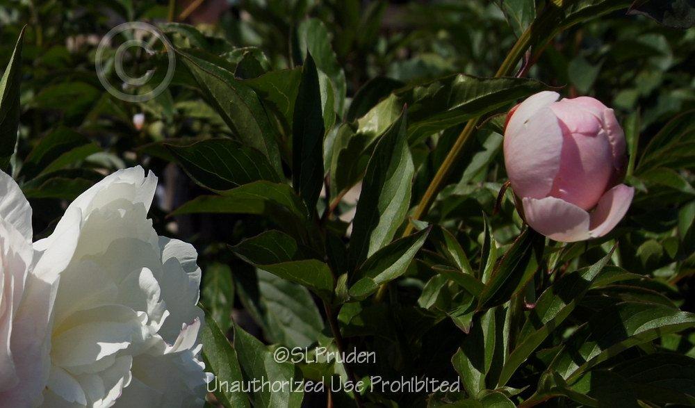 Photo of Peony (Paeonia lactiflora 'Shirley Temple') uploaded by DaylilySLP