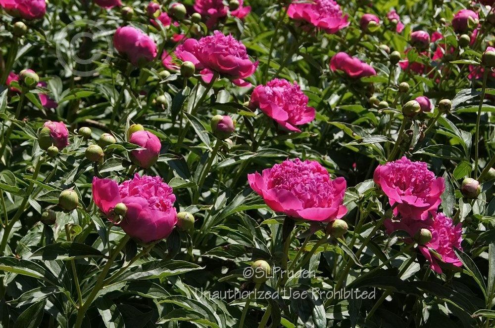Photo of Peony (Paeonia lactiflora 'General MacMahon') uploaded by DaylilySLP