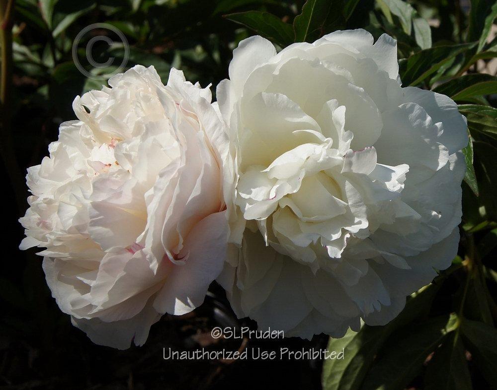 Photo of Peony (Paeonia lactiflora 'Shirley Temple') uploaded by DaylilySLP
