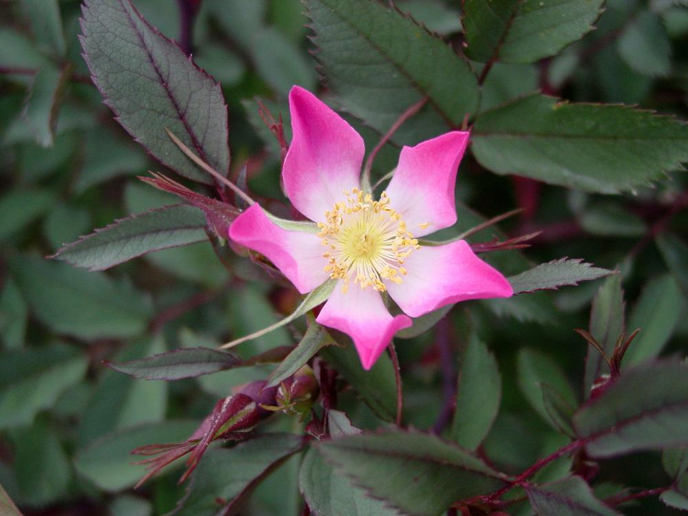 Photo of Red Leaf Rose (Rosa glauca) uploaded by MaryDurtschi