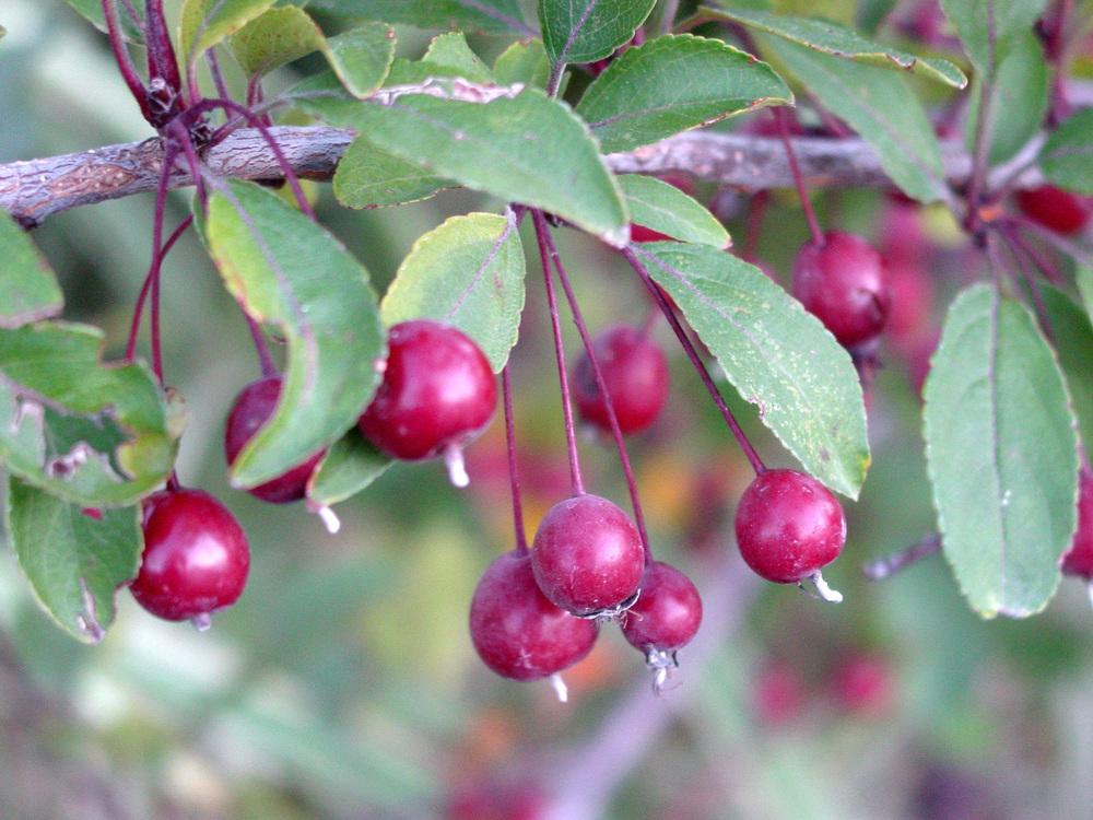 Photo of Crabapple (Malus 'Prairie Fire') uploaded by MaryDurtschi