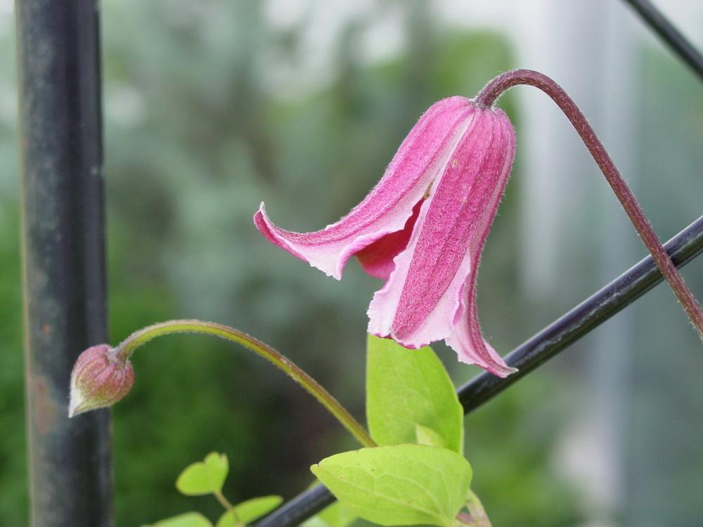 Photo of Clematis (Clematis texensis 'Etoile Rose') uploaded by MaryDurtschi