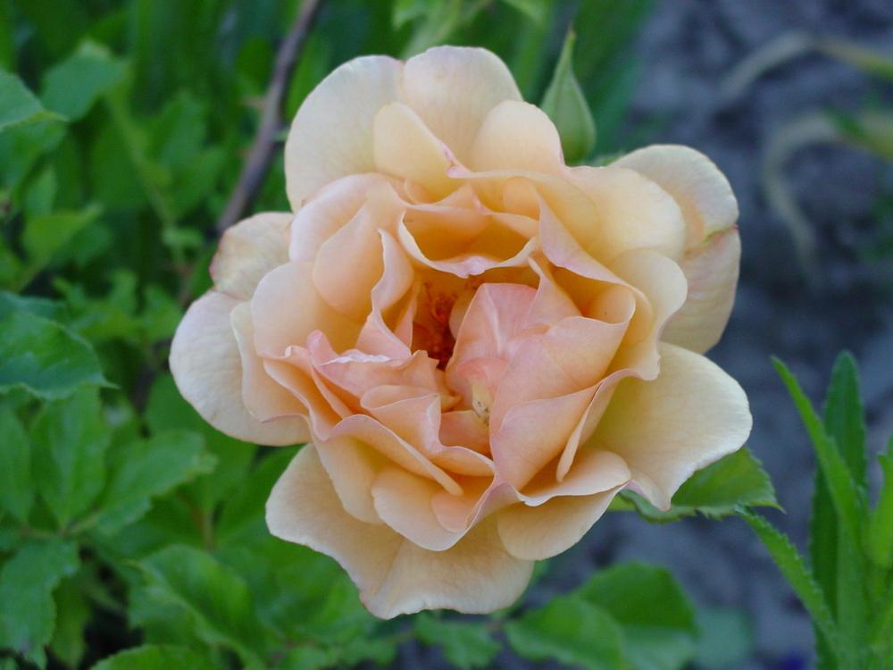Photo of Rose (Rosa 'Autumn Sunset') uploaded by MaryDurtschi