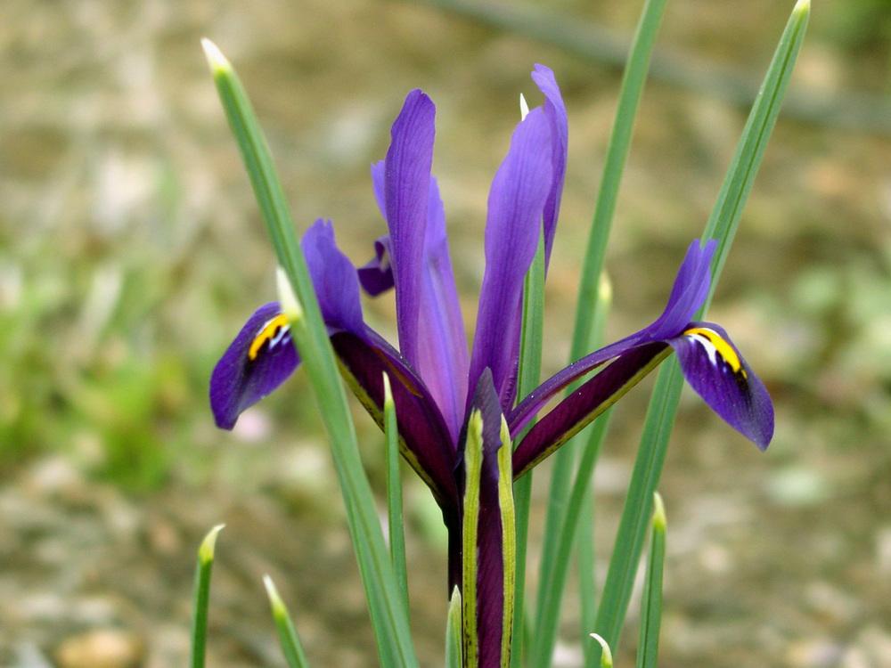 Photo of Reticulated Iris (Iris reticulata) uploaded by MaryDurtschi