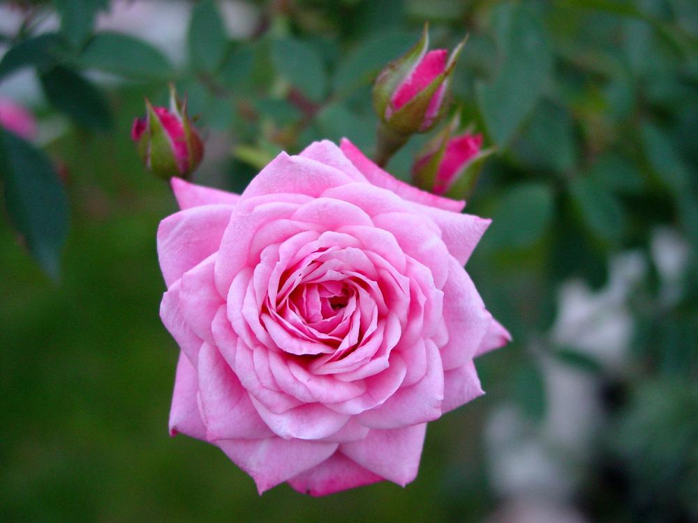 Photo of Rose (Rosa 'Jeanne Lajoie') uploaded by MaryDurtschi
