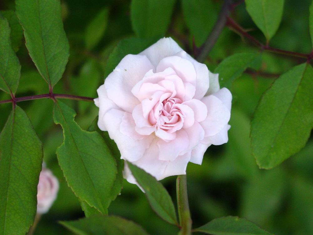 Photo of Climbing Polyantha Rose (Rosa 'Cecile Brunner, Cl.') uploaded by MaryDurtschi