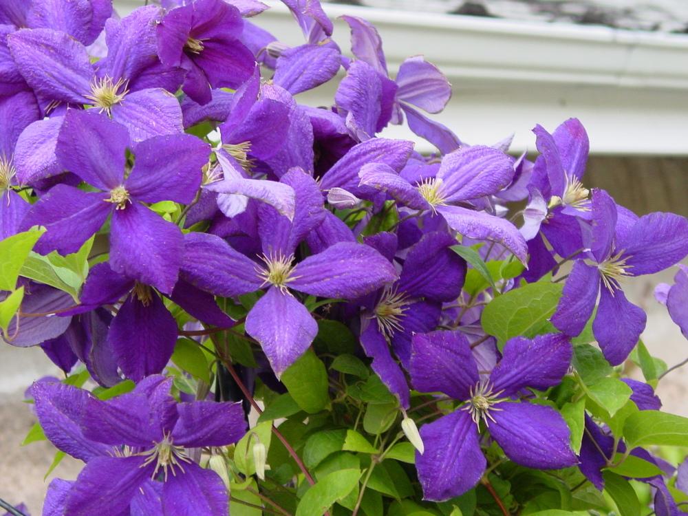 Photo of Clematis (Clematis viticella 'Etoile Violette') uploaded by MaryDurtschi