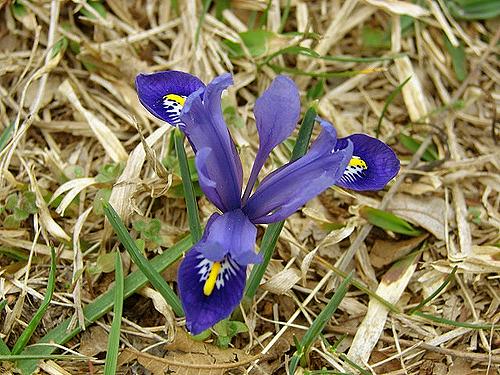 Photo of Reticulated Iris (Iris reticulata 'Harmony.') uploaded by MaryDurtschi