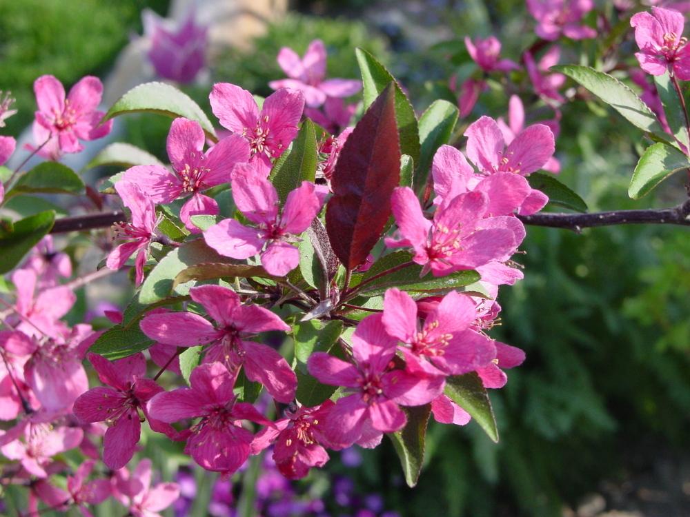 Photo of Crabapple (Malus 'Prairie Fire') uploaded by MaryDurtschi