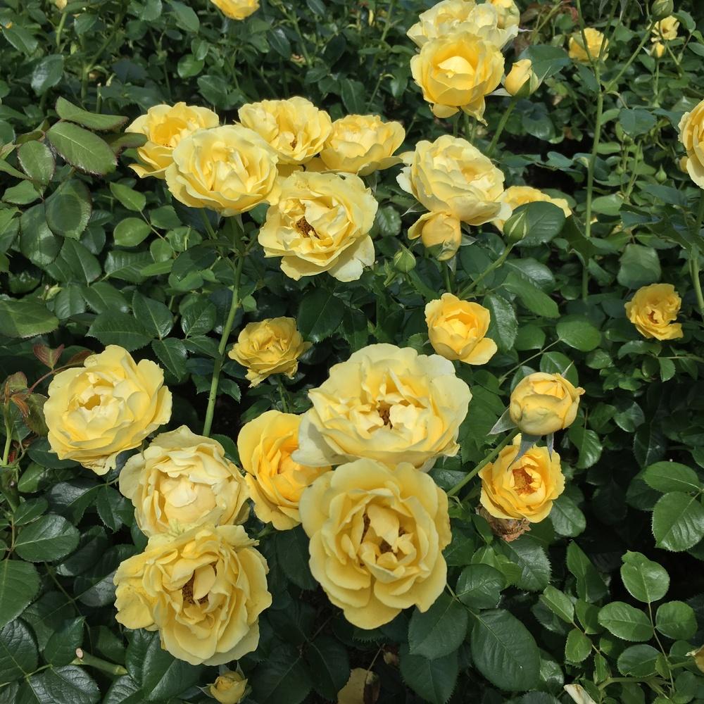 Photo of Rose (Rosa 'Walking on Sunshine') uploaded by csandt