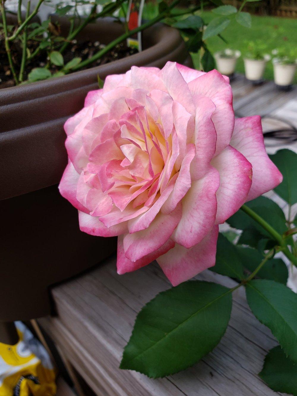 Photo of Rose (Rosa 'Cherry Parfait') uploaded by toufm
