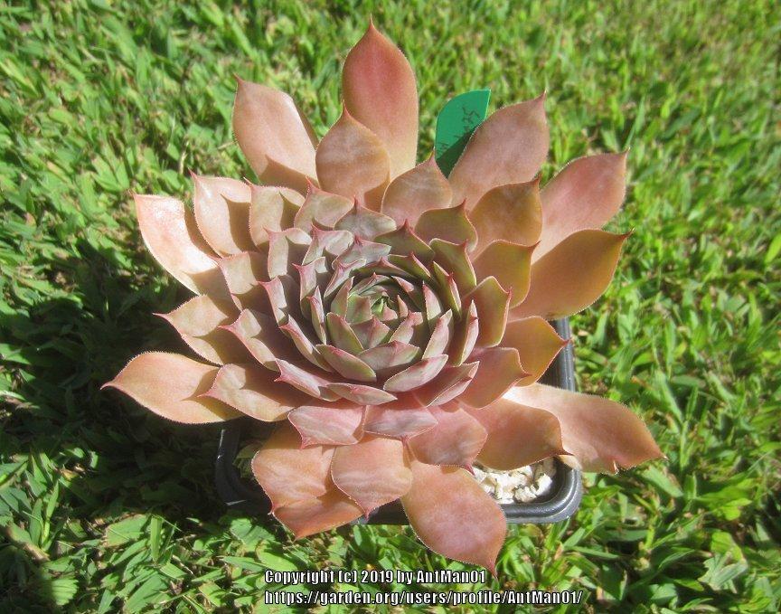 Photo of Hen and Chicks (Sempervivum 'Starshine') uploaded by AntMan01