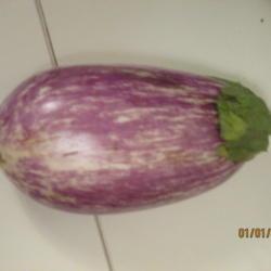 Location: Hendersonville,  NC
Date: 2019-07-01
Listada de Gandia eggplant: first fruit