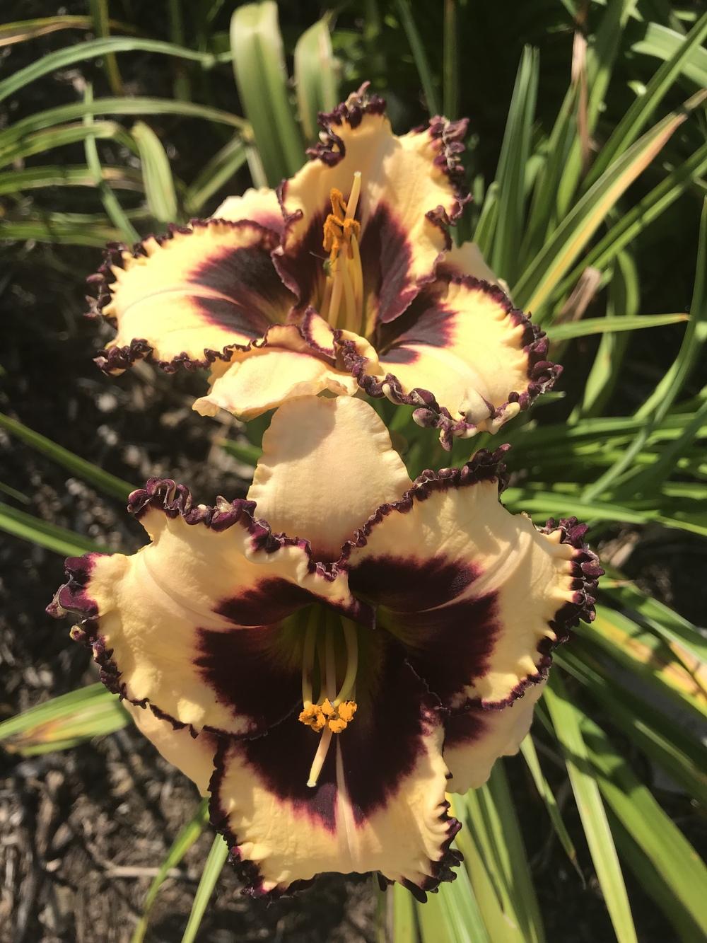 Photo of Daylily (Hemerocallis 'Eye on the Sparrow') uploaded by Legalily