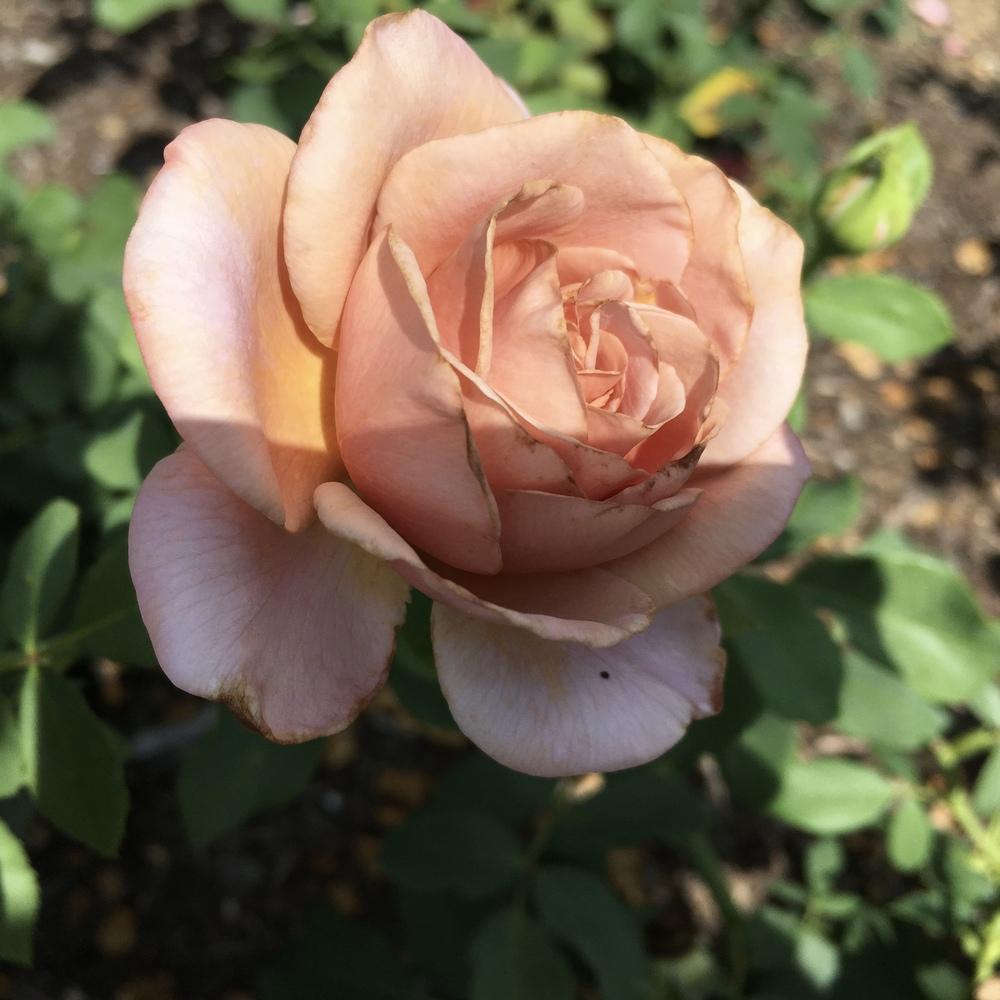 Photo of Rose (Rosa 'Koko Loko') uploaded by csandt