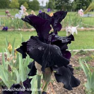 Black liquorice velvet - delicious  - prolific flowering.