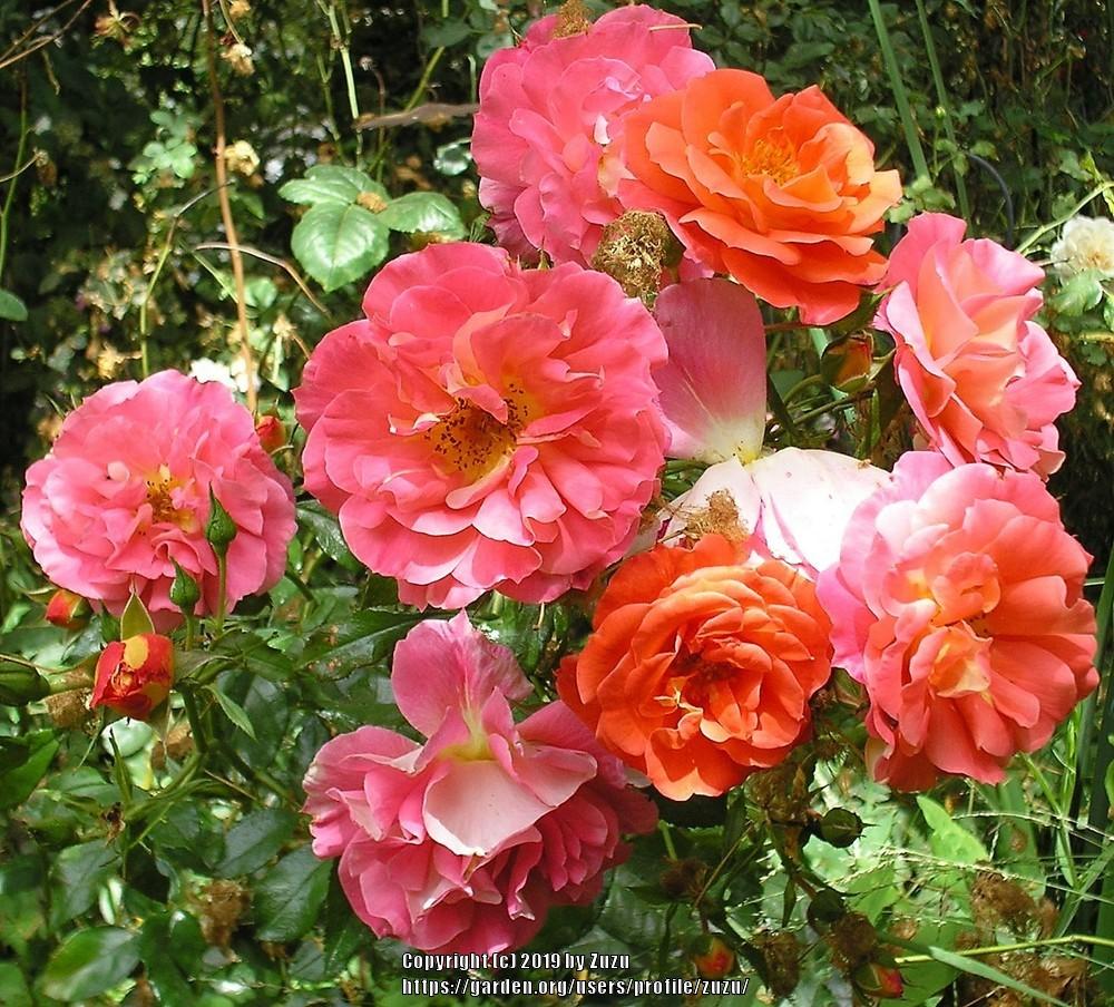 Photo of Rose (Rosa 'Gebrueder Grimm') uploaded by zuzu