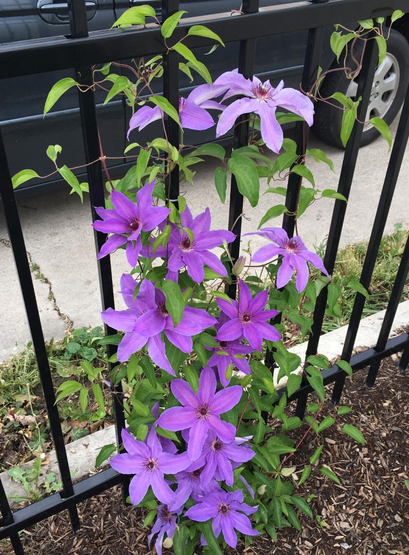 Photo of Clematis 'Blue Ravine' uploaded by MaryDurtschi