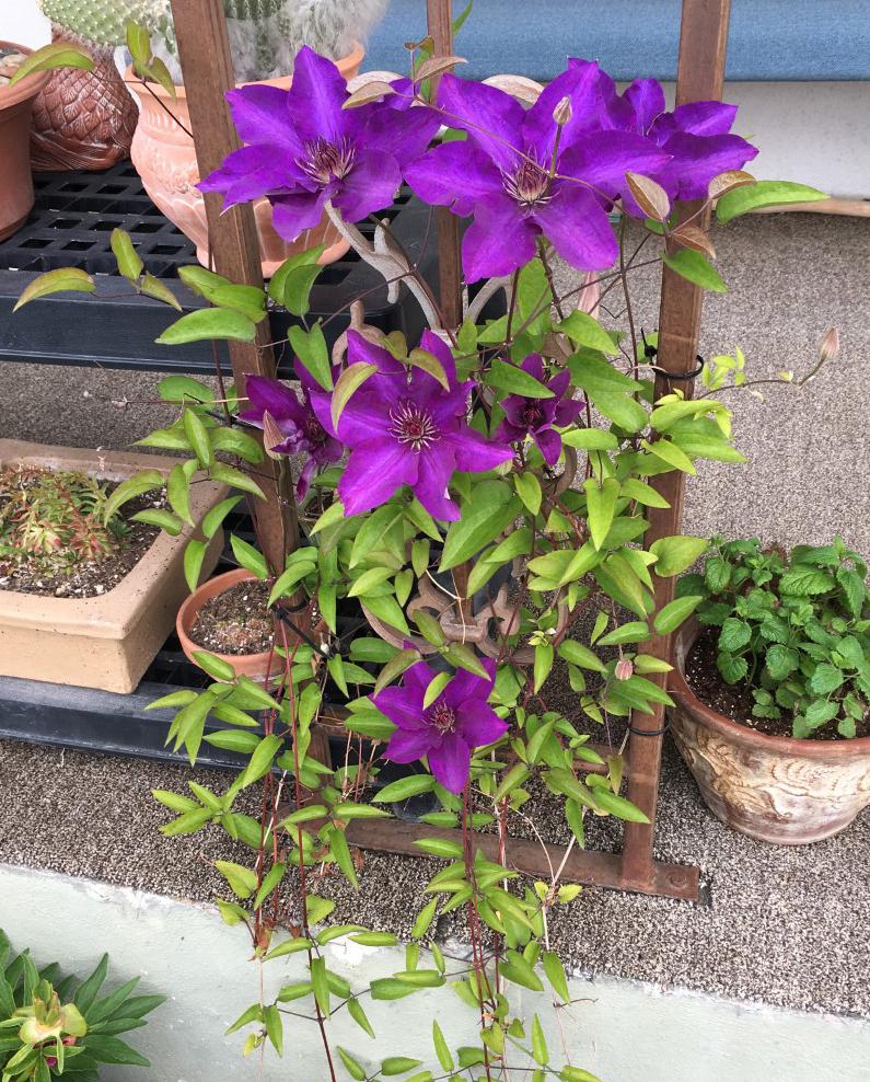 Photo of Clematis 'The President' uploaded by MaryDurtschi