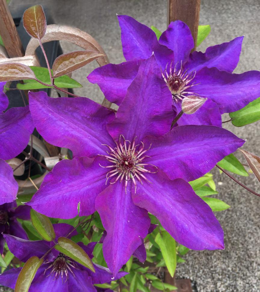Photo of Clematis 'The President' uploaded by MaryDurtschi