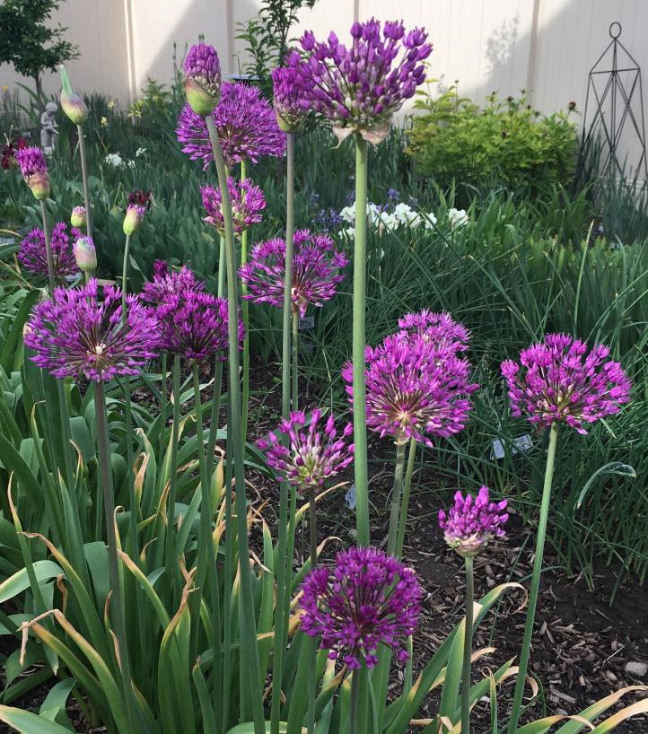 Photo of Flowering Onion (Allium 'Purple Sensation') uploaded by MaryDurtschi