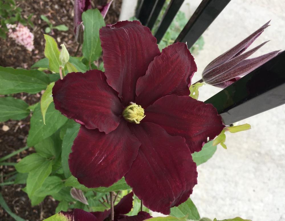 Photo of Clematis 'Niobe' uploaded by MaryDurtschi