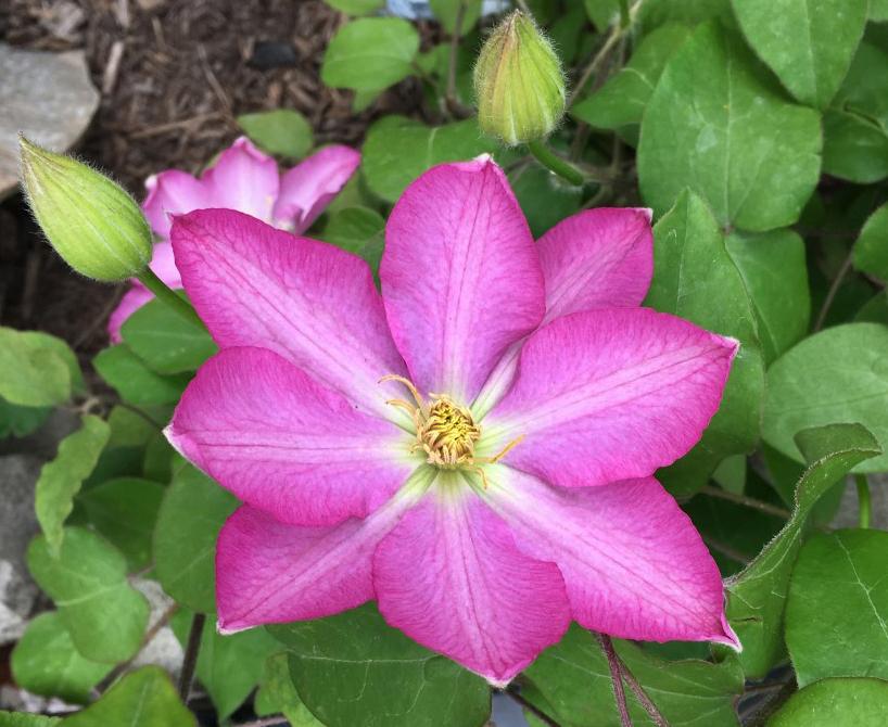Photo of Clematis 'Asao' uploaded by MaryDurtschi