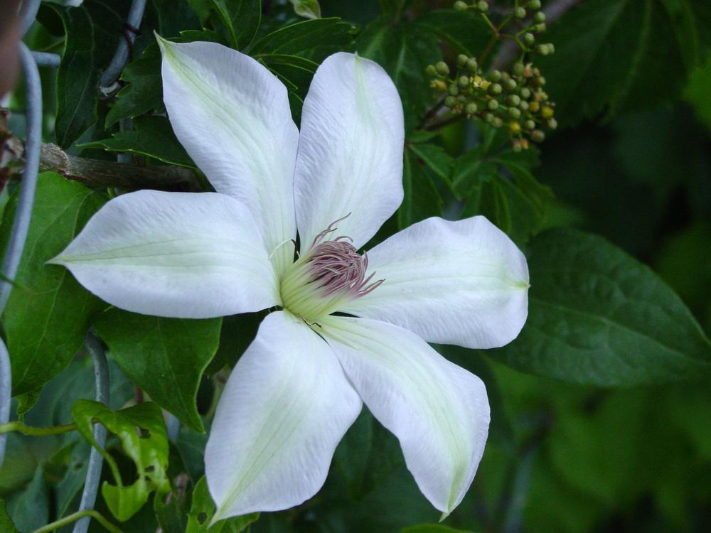 Photo of Clematis 'Henryi' uploaded by MaryDurtschi
