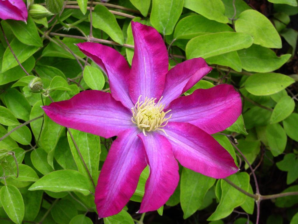 Photo of Clematis 'Pink Champagne' uploaded by MaryDurtschi