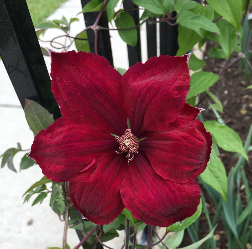 Photo of Clematis 'Rouge Cardinal' uploaded by MaryDurtschi