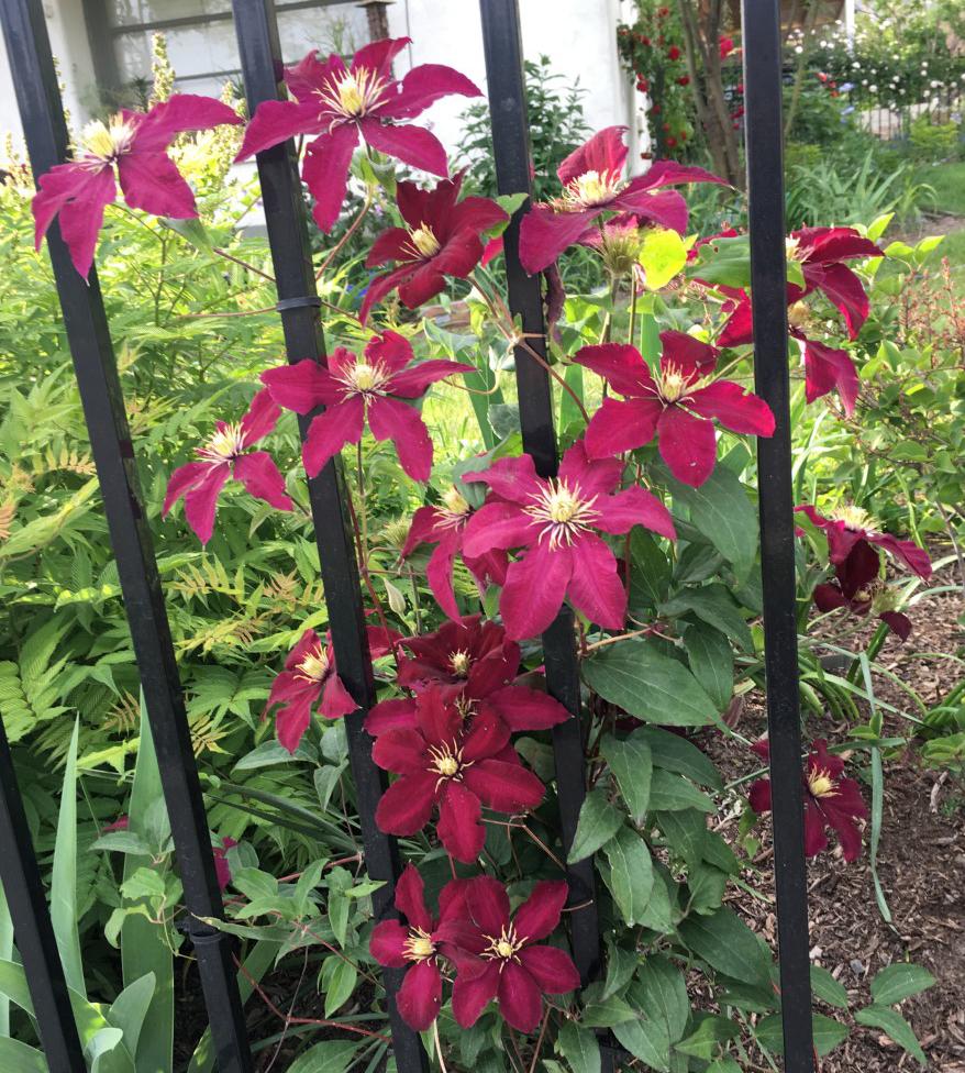 Photo of Clematis 'Niobe' uploaded by MaryDurtschi