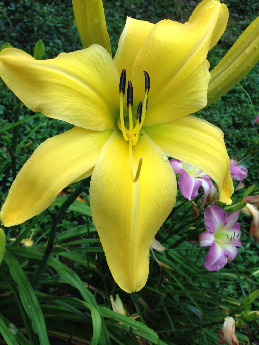 Photo of Daylily (Hemerocallis 'Goldner's Bouquet') uploaded by hillbilly